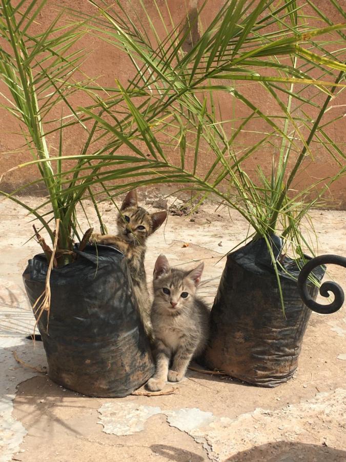 Casa Medina Marrakech Hostel Μαρακές Εξωτερικό φωτογραφία